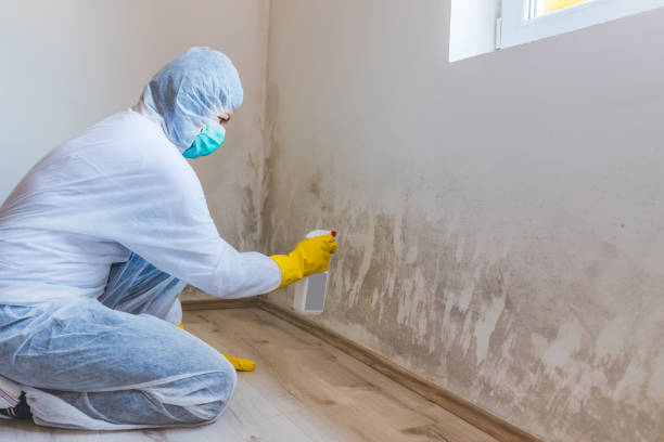 Licensed Black Mold Removal service in National Park, NJ - WQB Mold Removal
