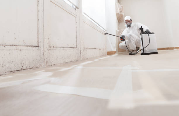 Trusted Black Mold Removal service in National Park, NJ - WQB Mold Removal