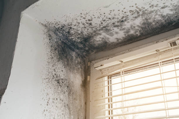 Affordable Black Mold Removal solutions in National Park, NJ